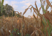 Земеделците отчитат най-лошата реколта на царевица и слънчоглед от 10 години