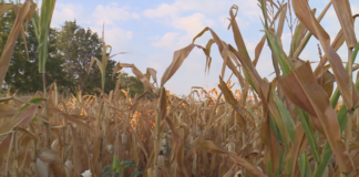 Земеделците отчитат най-лошата реколта на царевица и слънчоглед от 10 години