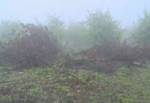 Овощари изкореняват черешови дървета в Кюстендилско