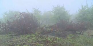 Овощари изкореняват черешови дървета в Кюстендилско