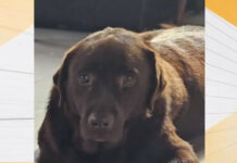 Психопат уби куче асистент на диабетик в село Равно поле