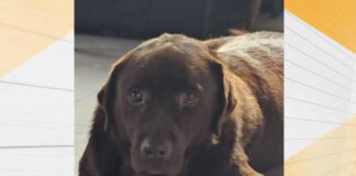 Психопат уби куче асистент на диабетик в село Равно поле