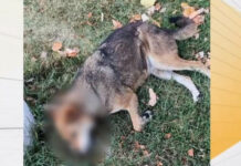 Десетки убити бездомни кучета и котки в Бобов дол