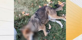 Десетки убити бездомни кучета и котки в Бобов дол