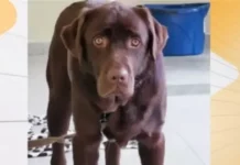 61-годишен съсед е застрелял кучето асистент Рожен