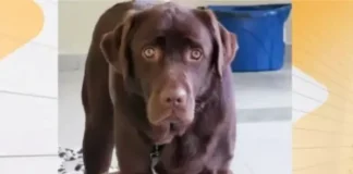 61-годишен съсед е застрелял кучето асистент Рожен