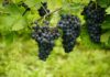 Слаба гроздова реколта в Сливенско, очаква се поскъпване на виното и ракията