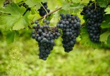 Слаба гроздова реколта в Сливенско, очаква се поскъпване на виното и ракията