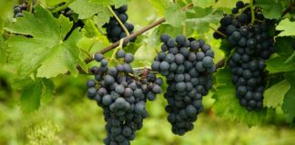 Слаба гроздова реколта в Сливенско, очаква се поскъпване на виното и ракията