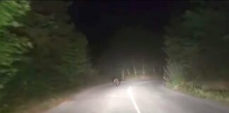 Голяма мечка слезе на пътя Девин – Борино /видео/