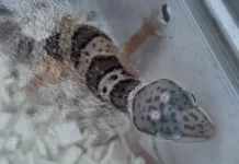 Задържаха над 240 тарантули и 100 гекона на Капитан Андреево