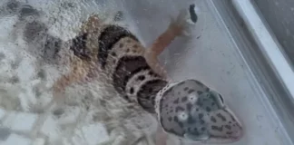 Задържаха над 240 тарантули и 100 гекона на Капитан Андреево