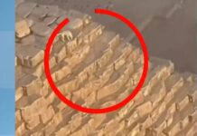 Куче се озова на върха на Голямата пирамида в Гиза