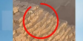 Куче се озова на върха на Голямата пирамида в Гиза