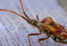 Бум на дървениците у нас