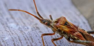 Бум на дървениците у нас