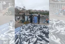 Рибари по Южното Черноморие се радват на богат улов на паламуд