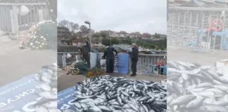 Рибари по Южното Черноморие се радват на богат улов на паламуд