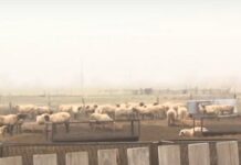 Умъртвяват заразените с шарка овце в село Желю войвода