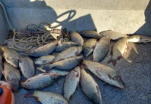 ИАРА дари половин тон бракониерска риба