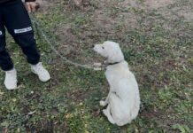 Откриха кучето на изчезналия 13-годишен Ники от Конаре