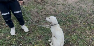 Откриха кучето на изчезналия 13-годишен Ники от Конаре