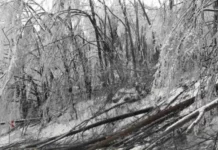 Проходът Петрохан е затворен заради паднали дървета