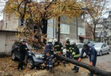 Дърво рухна върху кола в Пловдив