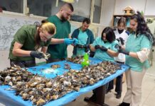 Кметицата на Копривщица: Птиците не са починали от фойерверките, има снимки преди 31 декември с множество трупове