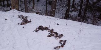 Над 1000 са починалите след фойерверките птици в Копривщица