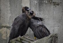 Столичният зоопарк търси осиновители за свои обитатели