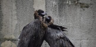 Столичният зоопарк търси осиновители за свои обитатели