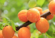 Изплащат помощи за щетите по земеделски култури