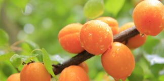 Изплащат помощи за щетите по земеделски култури