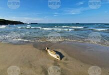 Мъртъв делфин откриха екоинспектори на плажа Алепу край Созопол