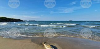 Мъртъв делфин откриха екоинспектори на плажа Алепу край Созопол