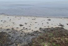 Проверяват 9 кораба за разлетия мазут във Варна