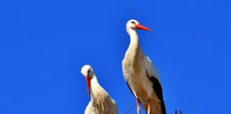 Първите щъркели долетяха в хасковското село Подкрепа