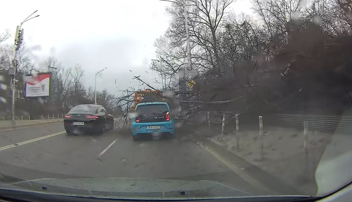 Дърво се стовари върху движеща се кола на бул Черни