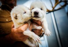 Изчезнал преди 12 000 години вид вълк е възроден чрез клониране