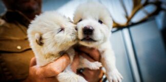 Изчезнал преди 12 000 години вид вълк е възроден чрез клониране