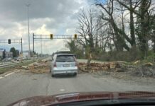 Дърво падна върху кола на бул. „Цариградско шосе“ в София