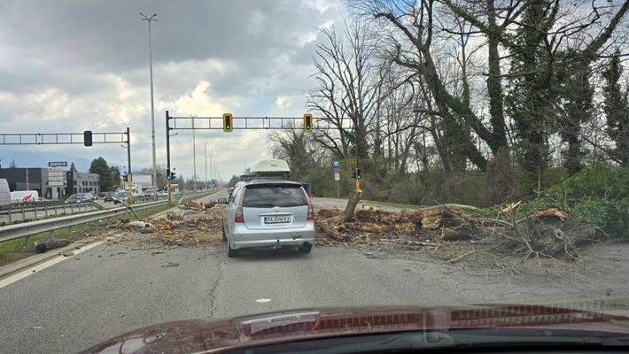 Голямо дърво падна върху кола на столичния булевард Цариградско шосе