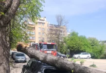 Паднало дърво смаза кола в София