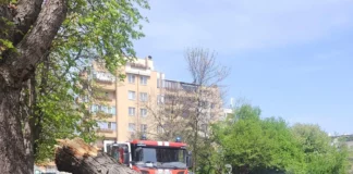 Паднало дърво смаза кола в София