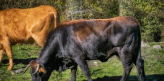 Бик уби работник в кравеферма в димитровградско село