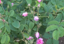 Студът е попарил голяма част от маслодайните рози, производителите очакват големи загуби