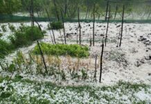 Градушка с големина на орех удари девет севлиевски села