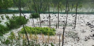 Градушка с големина на орех удари девет севлиевски села