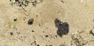 Топчета мазут изплували на плажа на „Каваците“